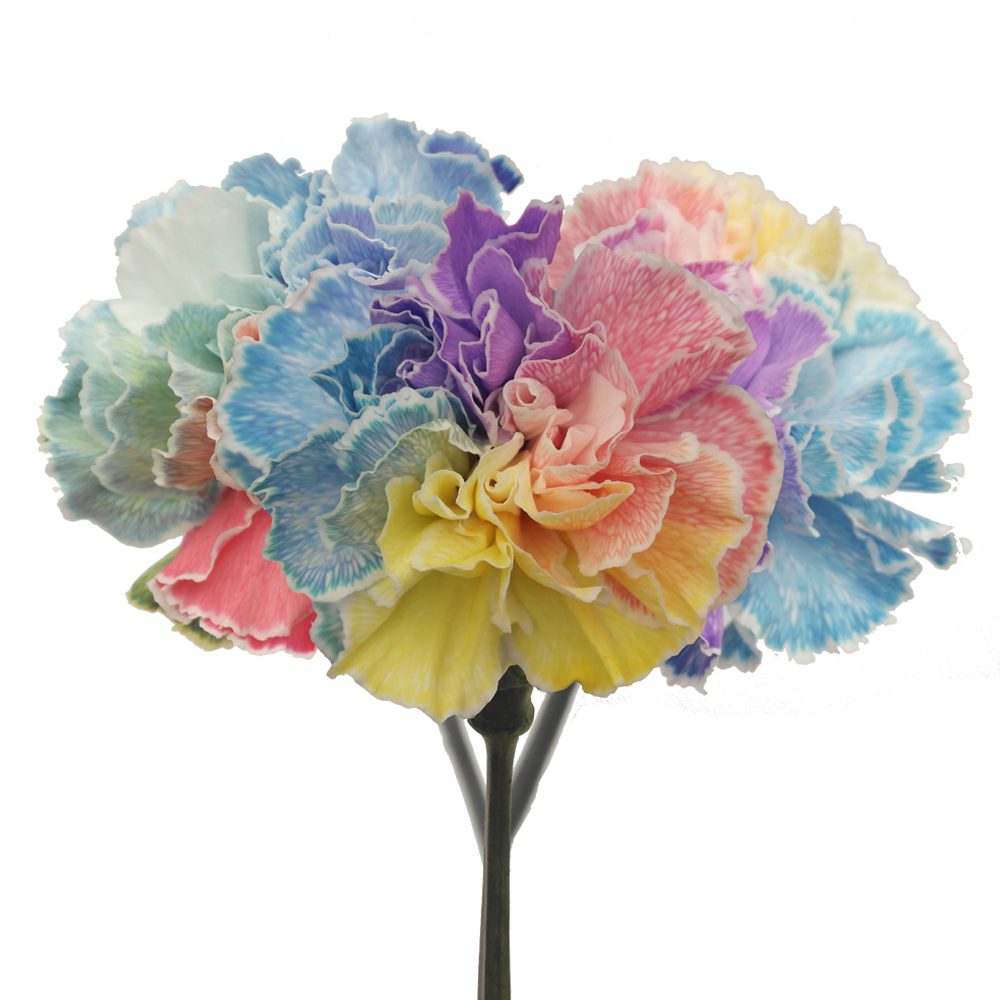 Online Rainbow Carnations For Sale