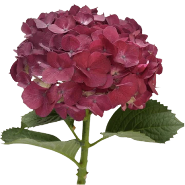 raspberry