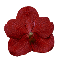 (OC) Orchids Red Vanda 40 For Delivery to Niagara_Falls, New_York