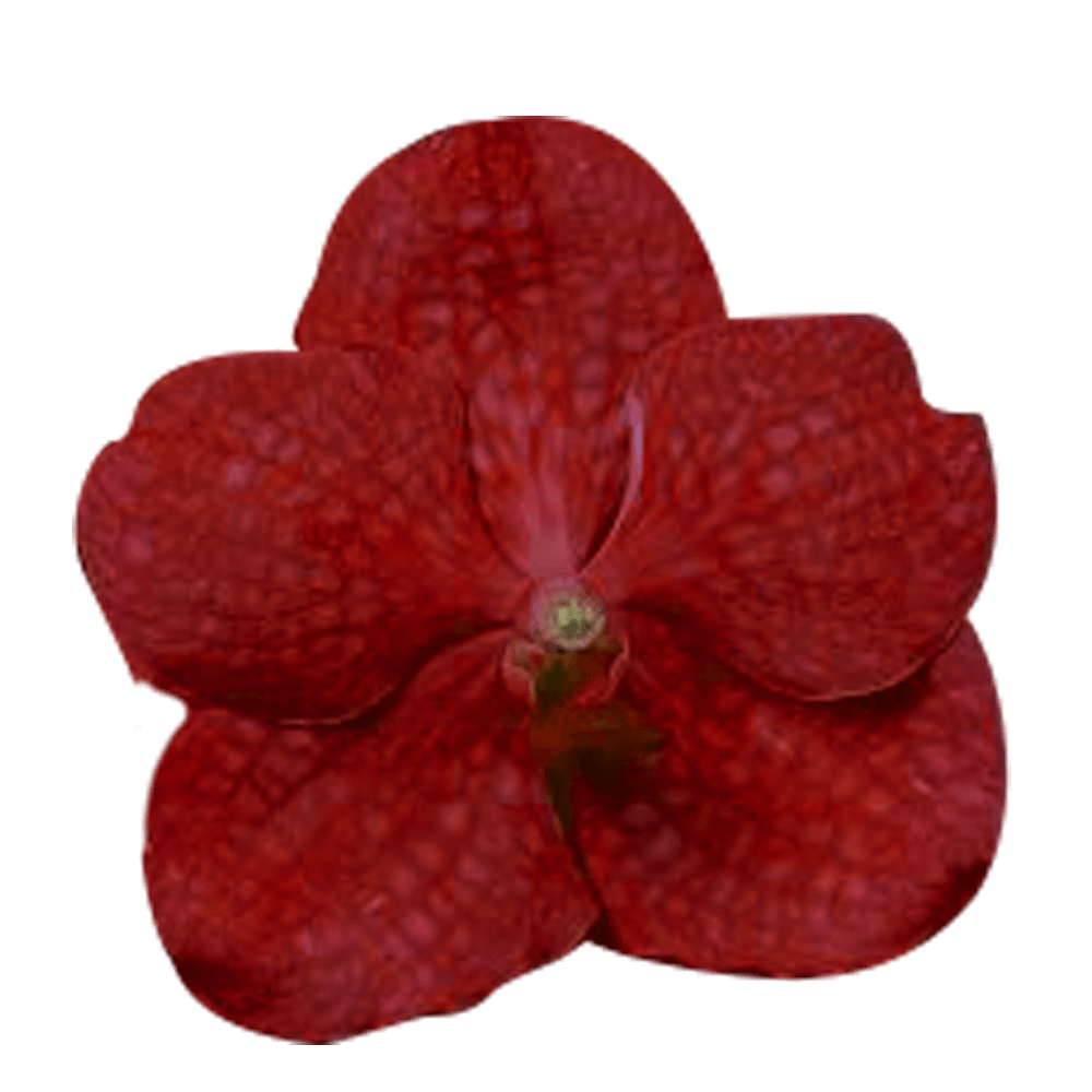 Online Red Vanda Orchids For Sale