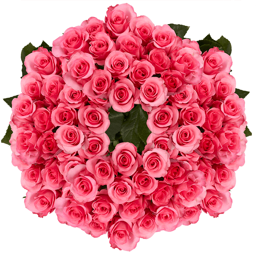 Beautiful Hot Pink Roses