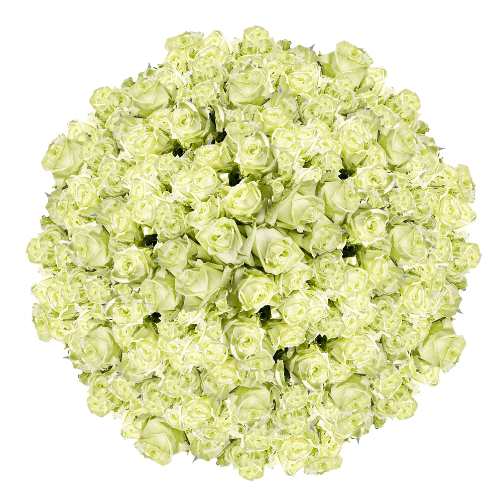 Online Solid Green Color Roses Wholesale Delivery