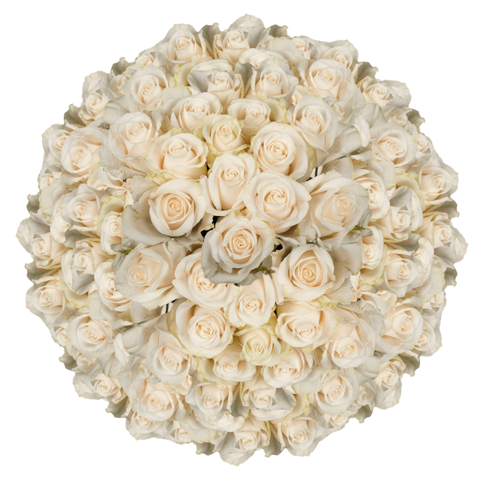 Online Solid Ivory Color Roses Bulk Delivery