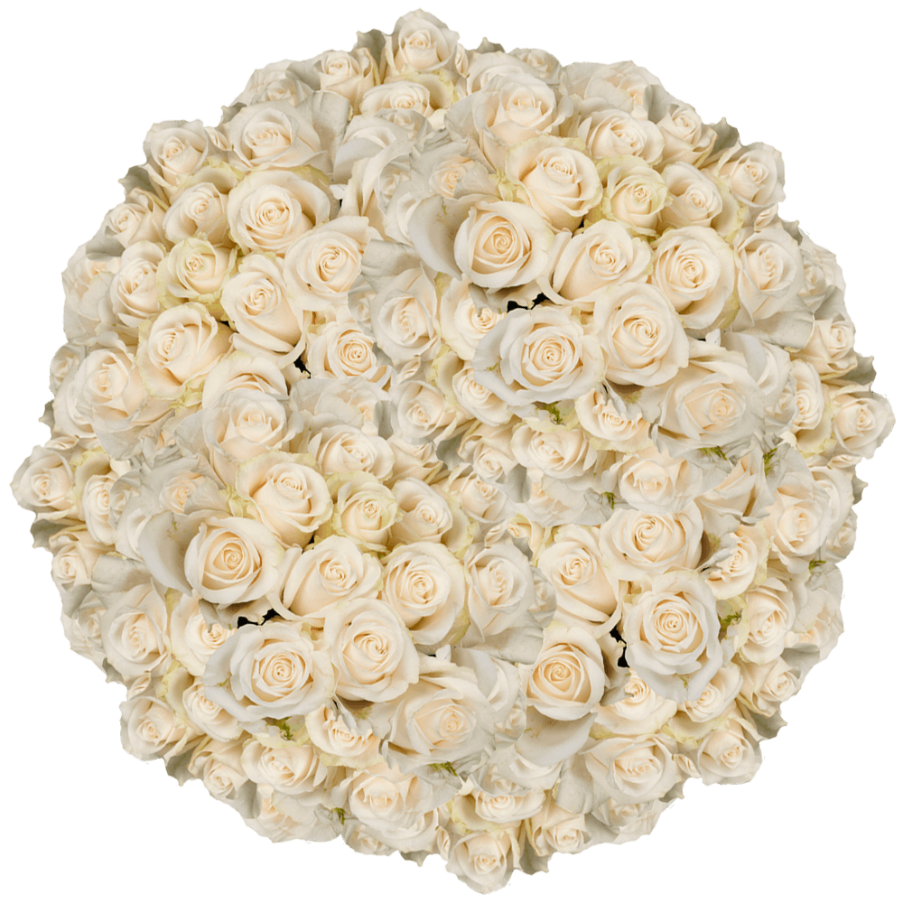 Online Solid Ivory Color Roses Wholesale Delivery