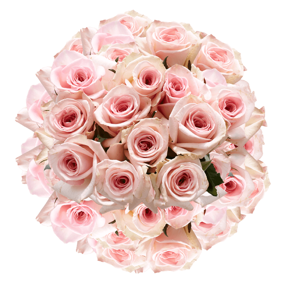 Online Solid Pink Color Rose Bulk Delivery