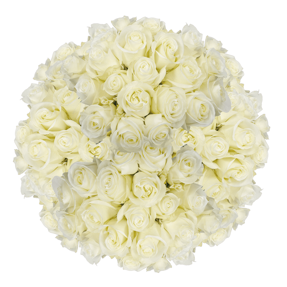 Online Solid White Rose Wholesale Delivery