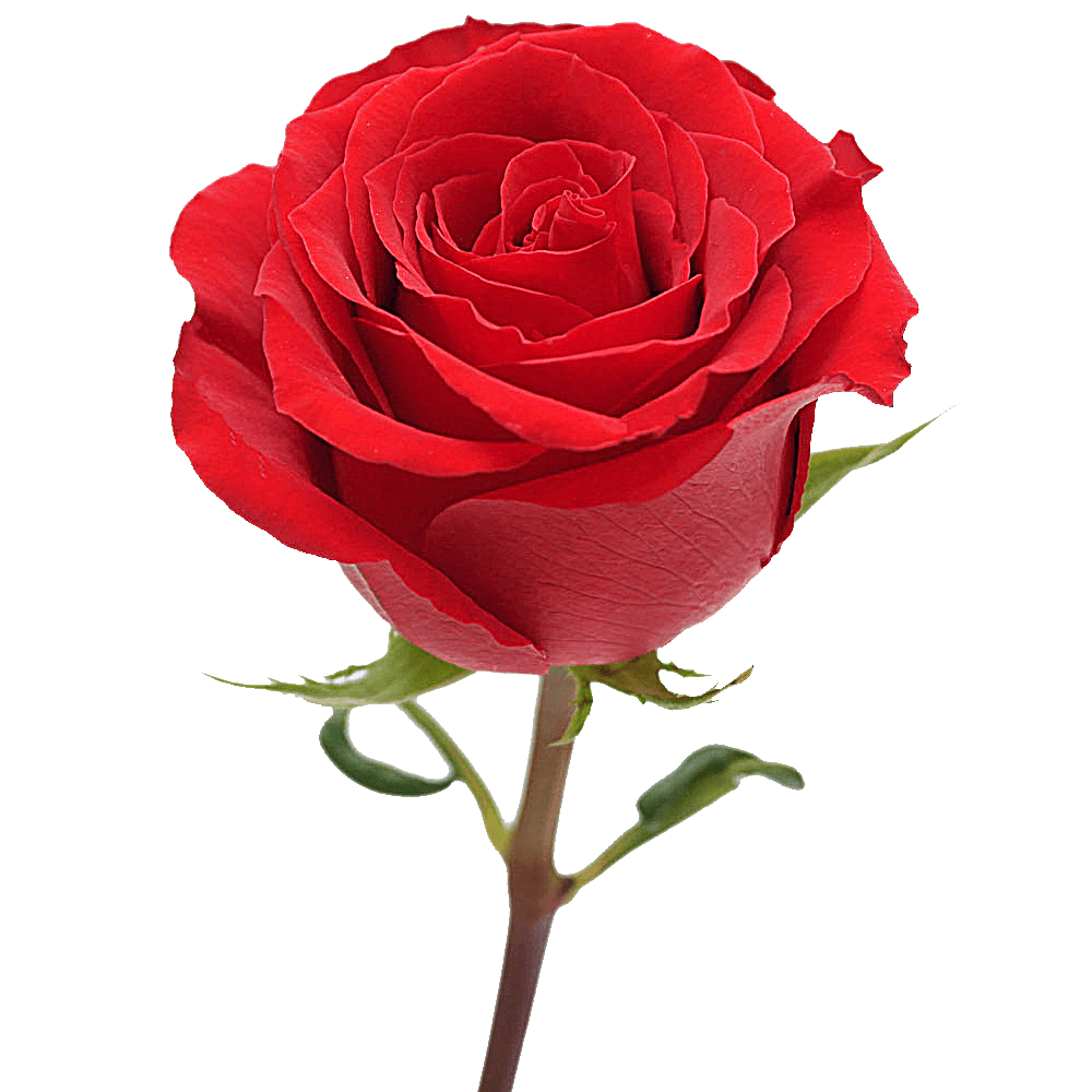 Undercover Red Rose Qty For Delivery to Gardena, California