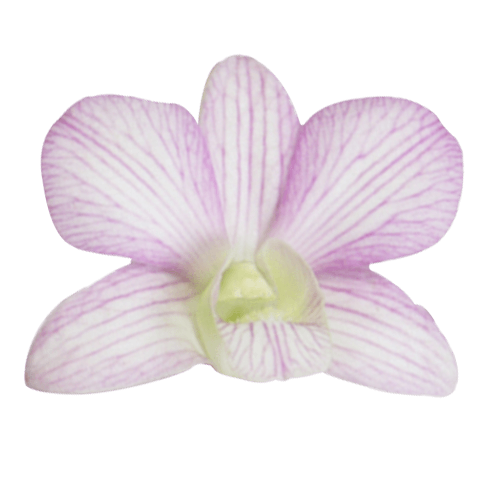 Online White & Purple Lai Sirin Orchids For Sale