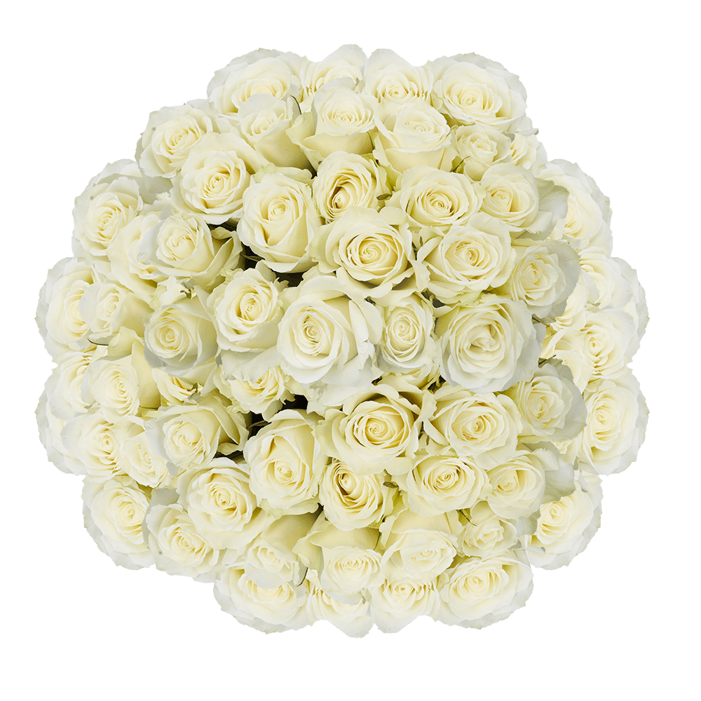 Online White Fresh Roses