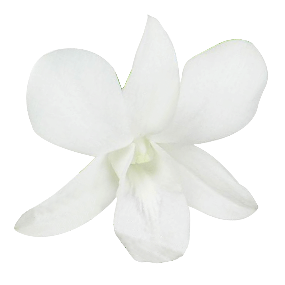 Online White Galaxy Orchids For Sale