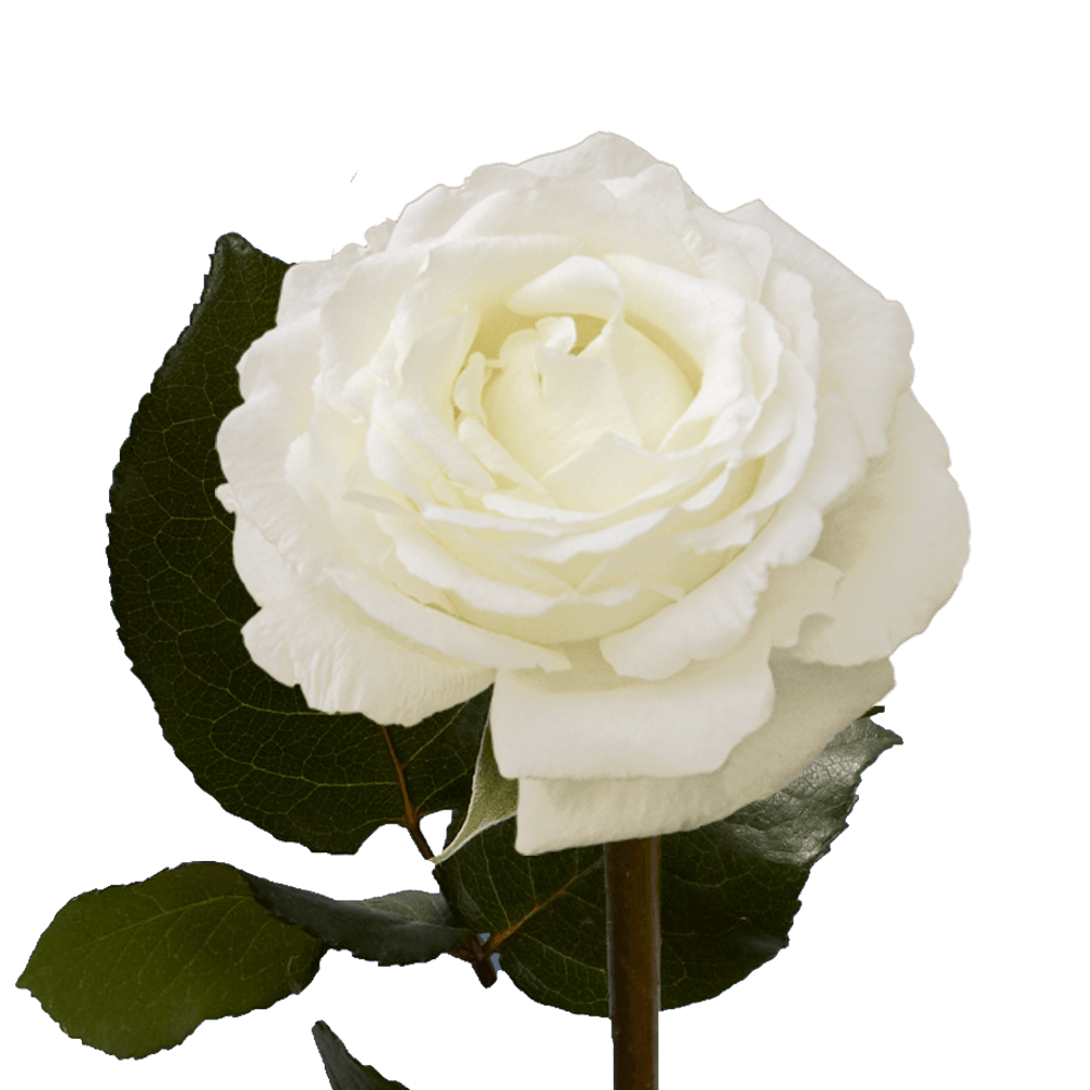 Online White Garden Roses Fresh Flowers