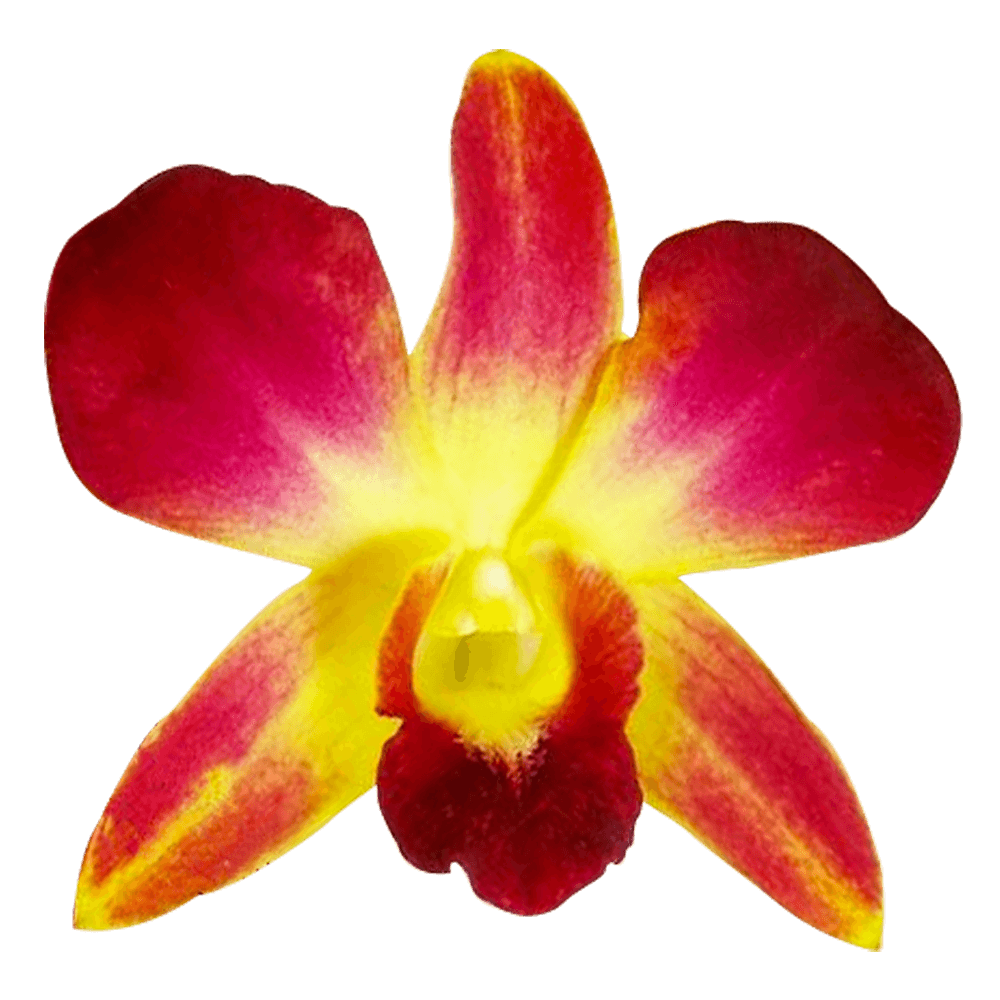 Online Yellow Dyed Sonia Orchids For Sale