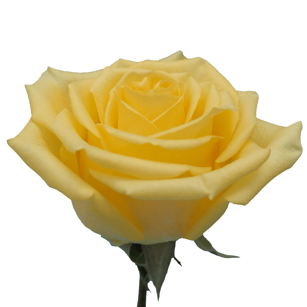 Qty Roses Yellow King For Delivery to Danville, Virginia