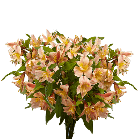 (OC) Alstroemeria Fcy Orange 3 Bunches For Delivery to Somerset, Kentucky