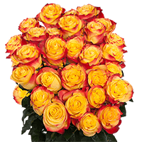 (QB) Rose Long New Flash 75 Stems For Delivery to Oneonta, New_York