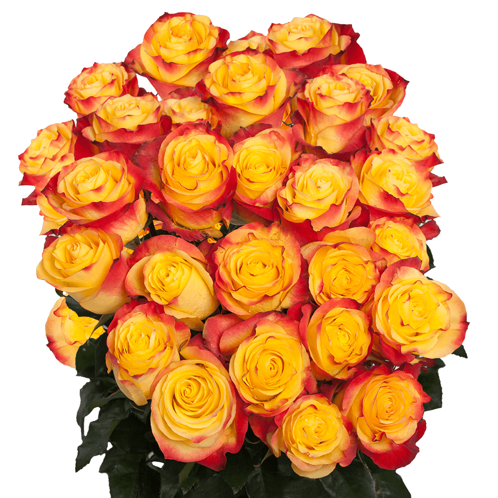 Orange and Yellow Roses New Flash Roses Delivery