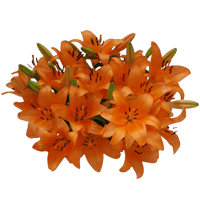 (OC) Asiatic Lilies Orange 1 Bunches For Delivery to Montana