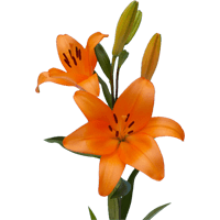 Qty of Orange Asiatic Lilies For Delivery to Massena, New_York