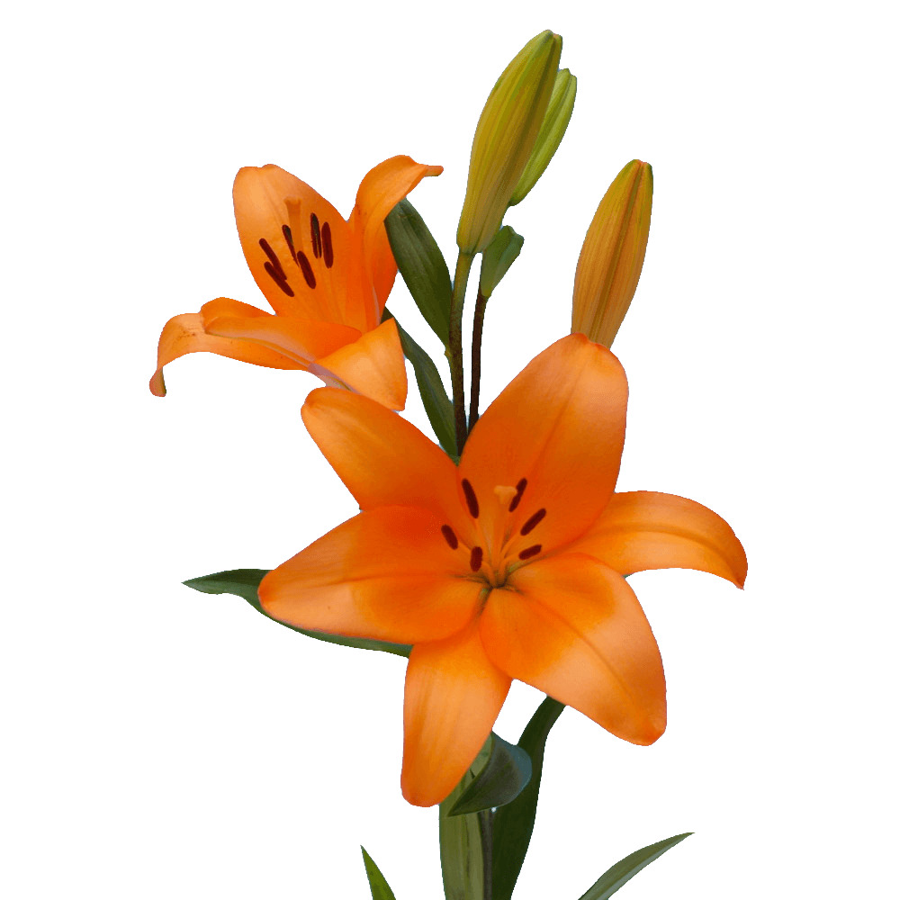 Qty of Orange Asiatic Lilies For Delivery to Lapeer, Michigan