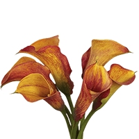 (OC) Calla Orange 1 Bunches For Delivery to South_Lake_Tahoe, California