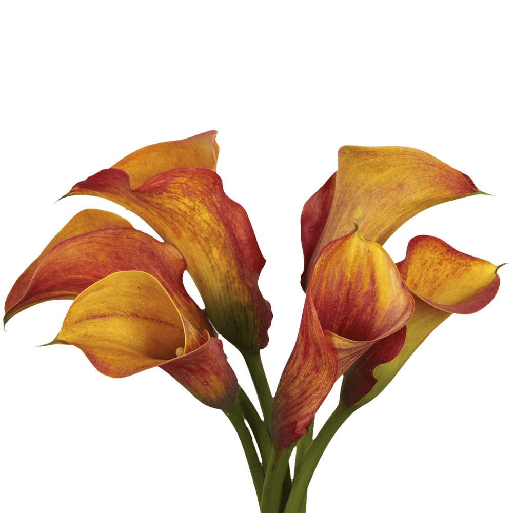 Orange Calla Lilies Best Flower Delivery