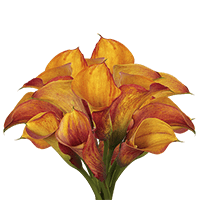 (OC) Calla Orange 3 Bunches For Delivery to Queensbury, New_York