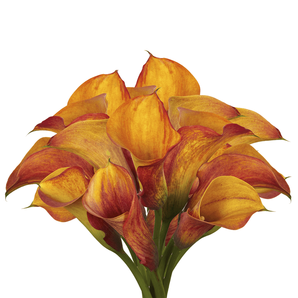 Orange Calla Lilies Discount Flowers