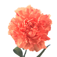 Qty of Orange Carnations For Delivery to Sun_City_West, Arizona