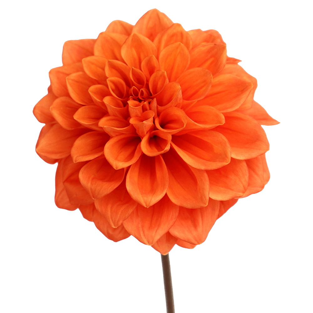 Qty Dahlias Orange Stone For Delivery to Morehead, Kentucky