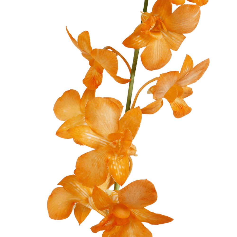 Orange Dyed Big White Orchids For Sale Fresh Flower Delivery