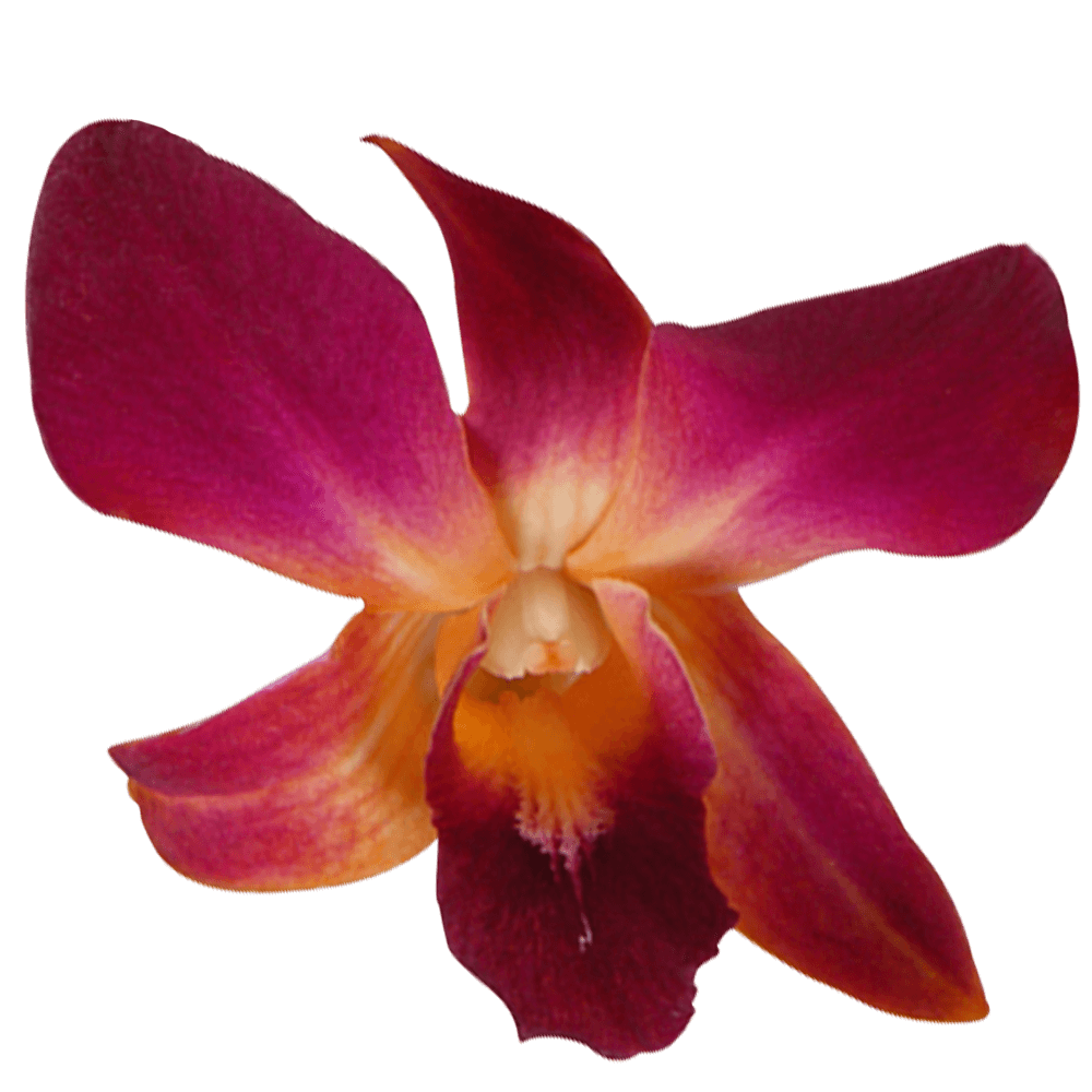 Orange Dyed Orchids Flowers For Sale Online