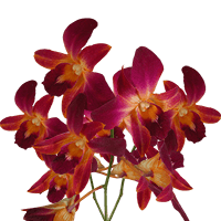 Orchids Orange Sonnia 20 (OC) For Delivery to Concord, North_Carolina