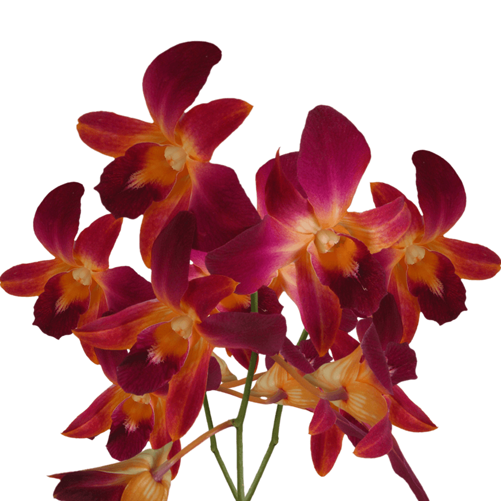 Orange Dyed Orchids Flowers Online For Sale