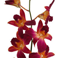 Orchids Orange Sonnia 70 (QB) For Delivery to Norman, Oklahoma