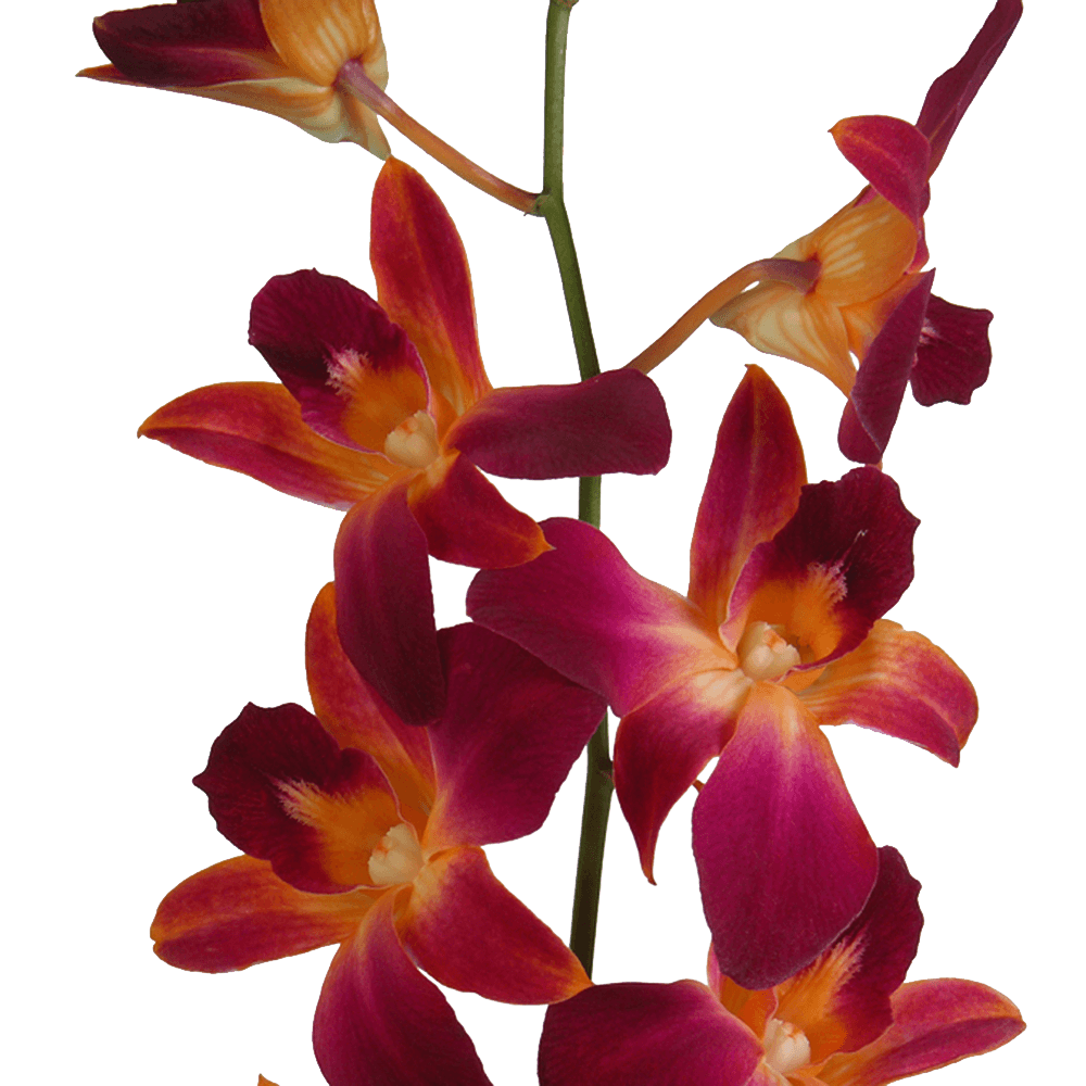 Orange Dyed Orchids Free Flower Delivery