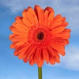 GER-ORANGE