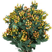 Qty of Orange Hypericum Flowers For Delivery to Rocklin, California