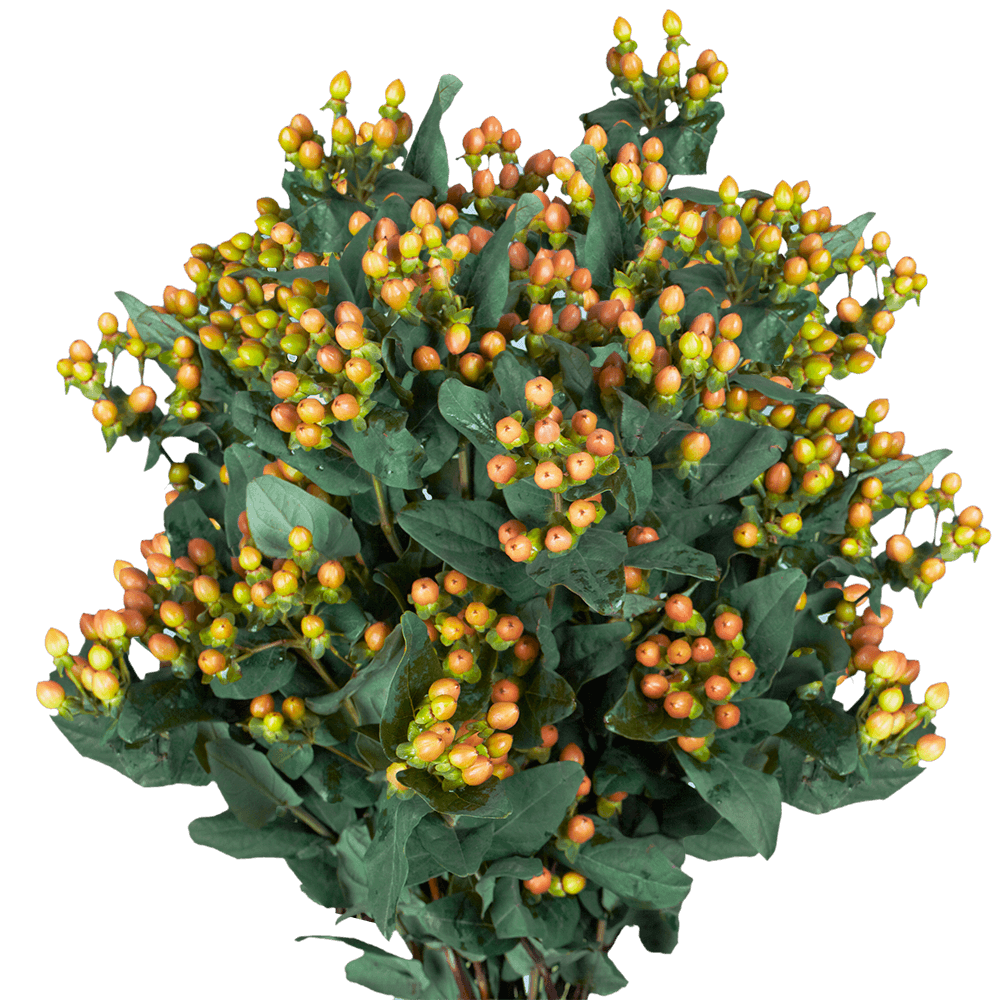 Qty of Orange Hypericum Flowers For Delivery to Warsaw, Indiana