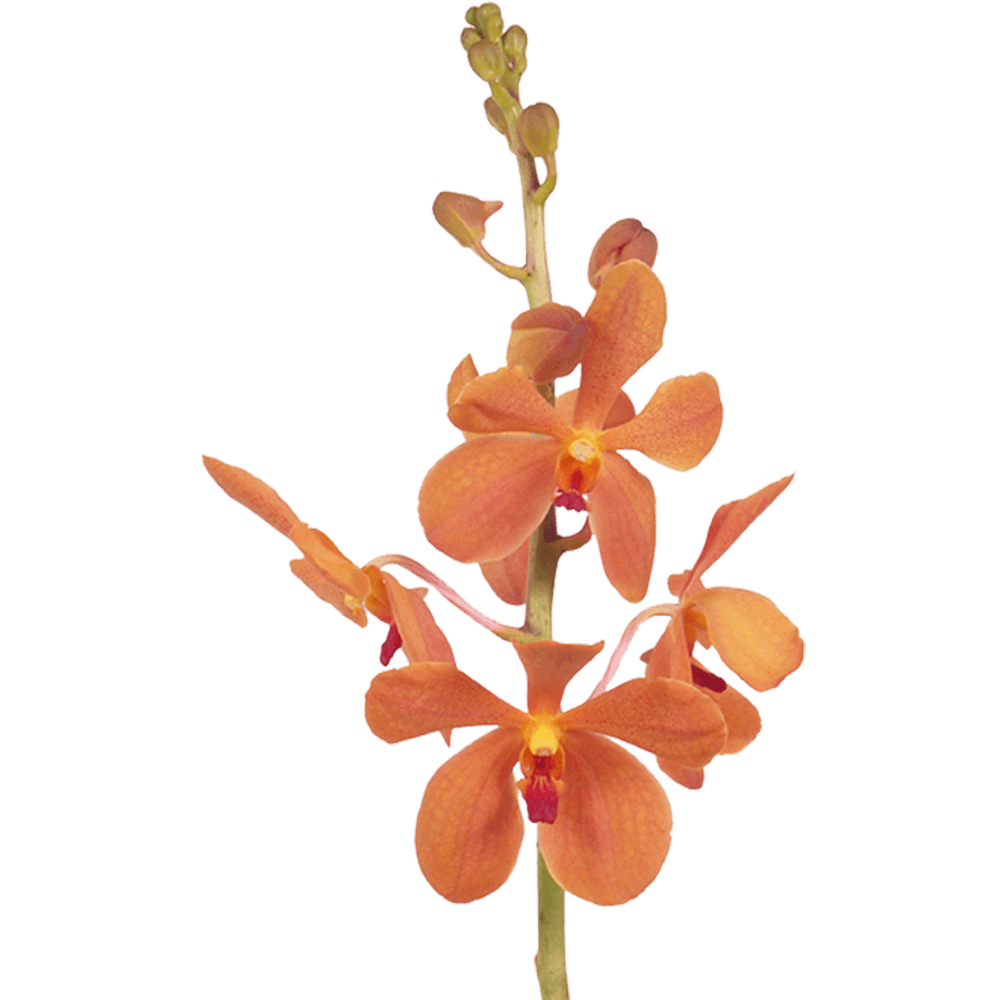 Orange Live Orchids Delivered for Free