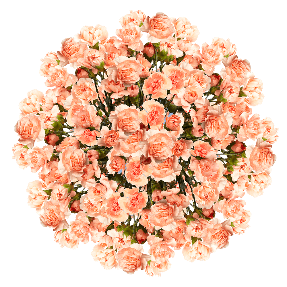 Orange Mini Carnations Vibrant