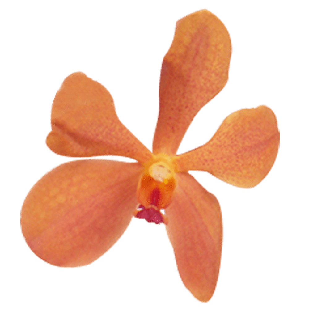 Orange Orchid Cheapest Flowers For Sale Online
