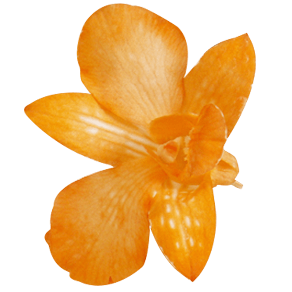 Orange Orchid Flowers For Sale Online
