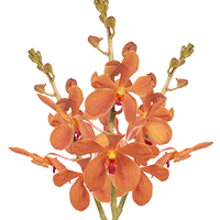 Qty of Aom Yai Orange Mokara Orchids For Delivery to South_Dakota
