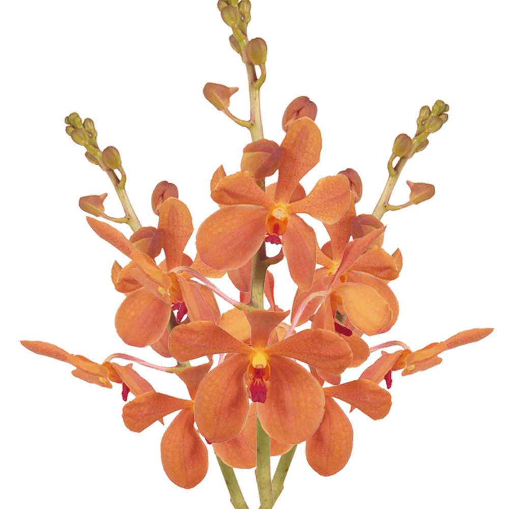 Qty of Aom Yai Orange Mokara Orchids For Delivery to Gurnee, Illinois