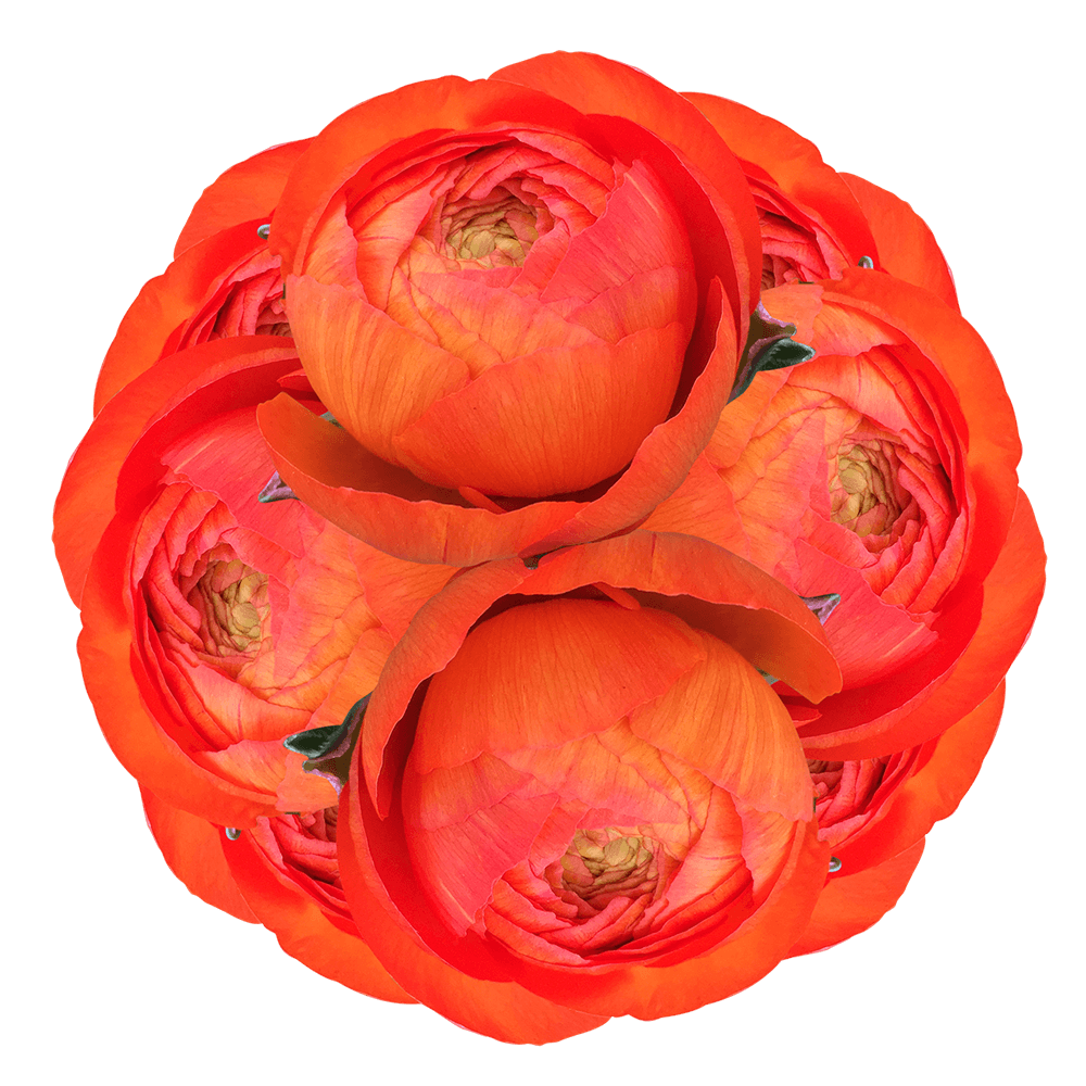 Orange Ranunculus Beautiful Flowers For Sale
