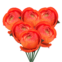 Ranunculus Orange 30Cm 10 Bunches (QB) For Delivery to Owensboro, Kentucky