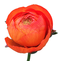 Ranunculus Orange 30Cm 5 Bunches (OC) For Delivery to Mount_Juliet, Tennessee
