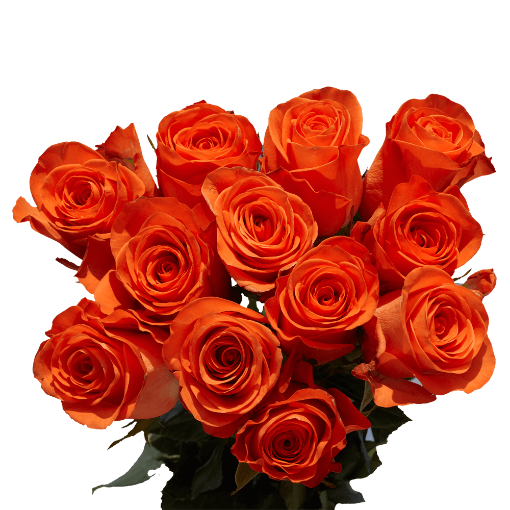 Orange Roses Flowers