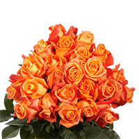 Qty of Solid Orange Color Roses For Delivery to Effingham, Illinois
