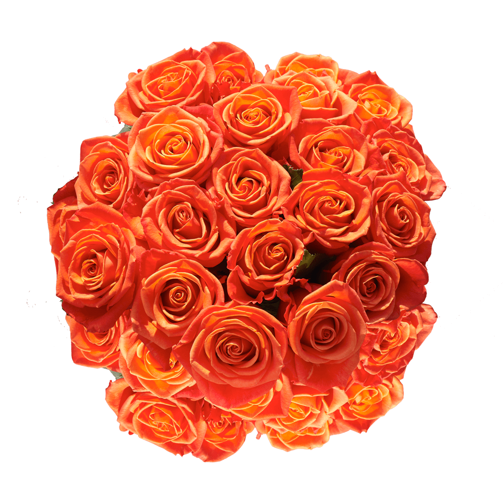 Orange Roses Free Valentine's Day Delivery Service